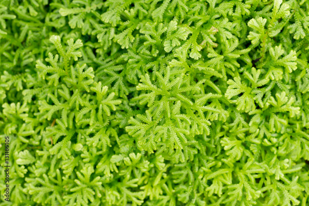 Background pattern texture of green fern Background pattern texture of green fern