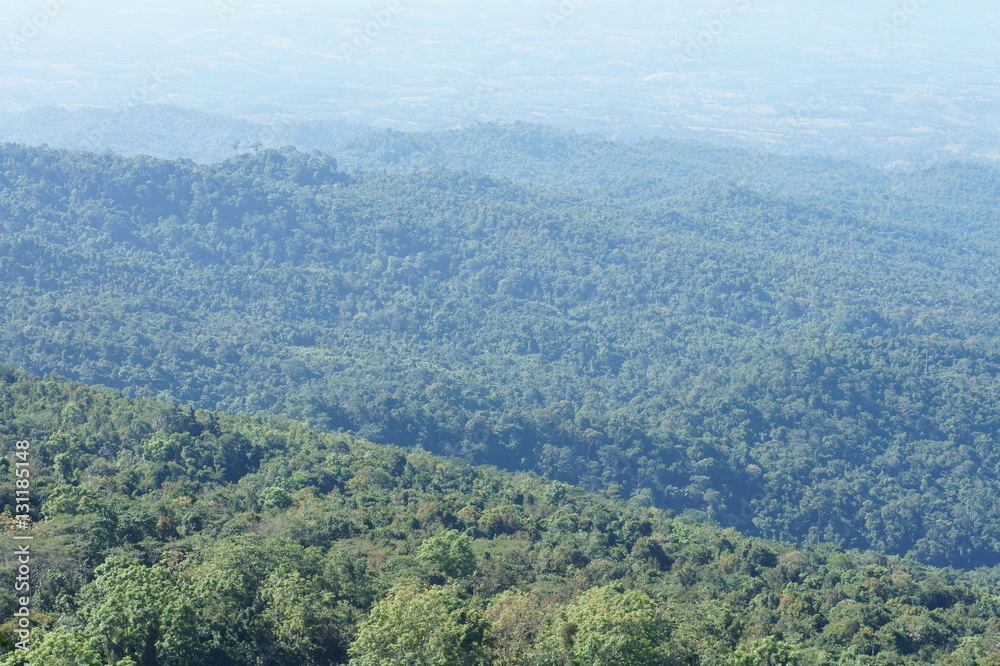 Top view forest