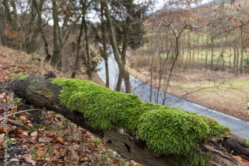 Tree trunk with moss Tree trunk with moss