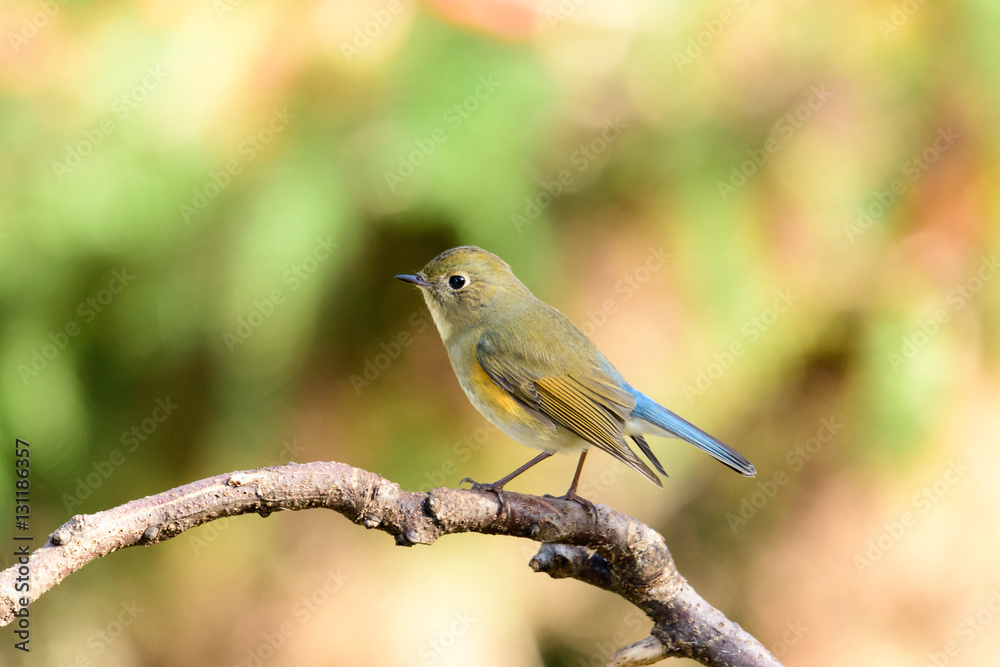 ルリビタキ　オス　若鳥