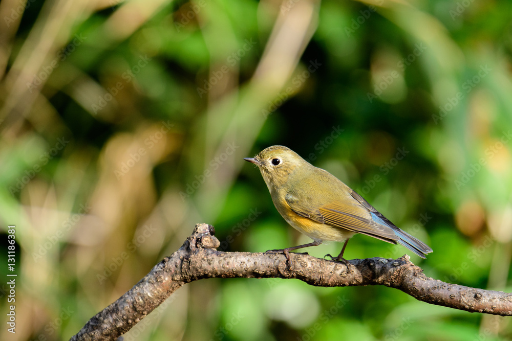 ルリビタキ オス 若鳥 ルリビタキ オス 若鳥