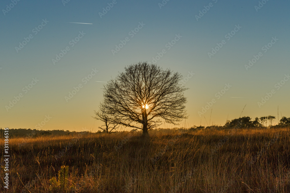 Fototapeta premium single tree at sunset winter