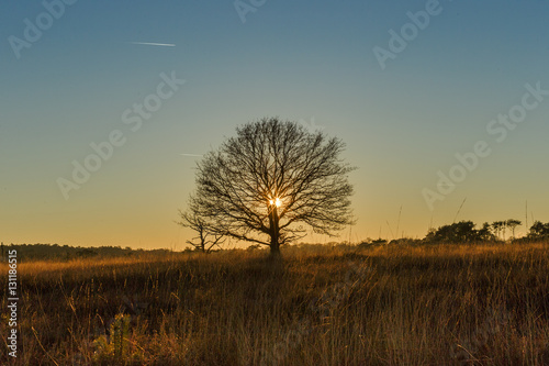 single tree at sunset winter