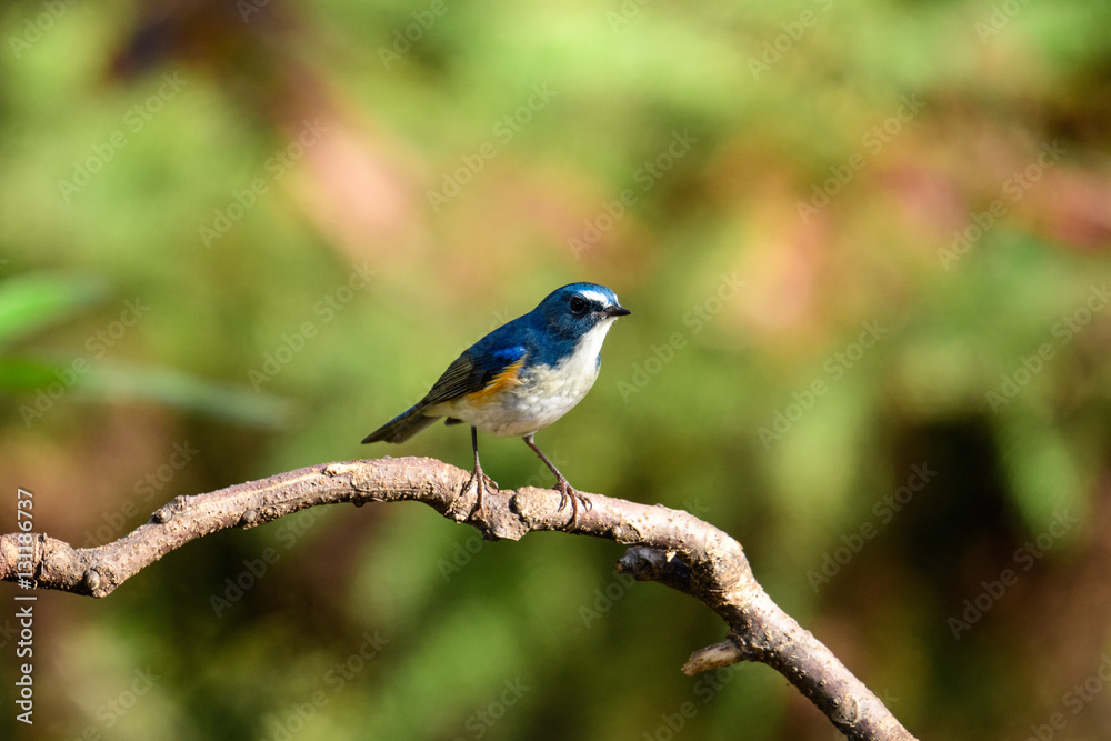 ルリビタキ　オス