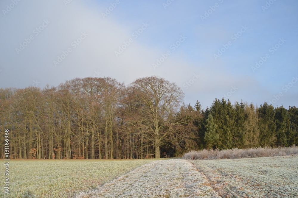 Felder und Wald