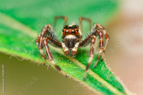 Male Two-striped Jumping Spider (Telamonia dimidiata, Salticidae) resting and crawling on a green leaf © naaimzerox2