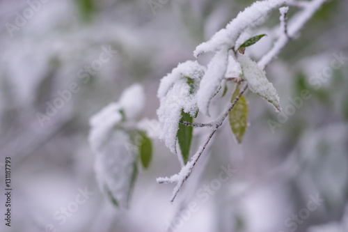 Close up of tree branch with green leaves andsnow