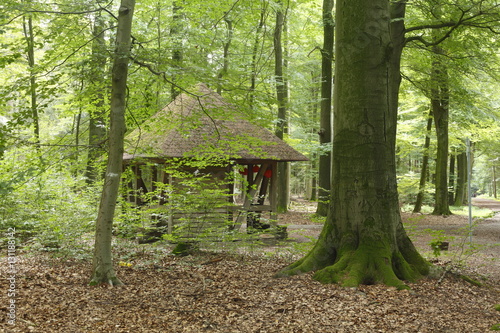 Schutzhütte, Laubwald, Bäume