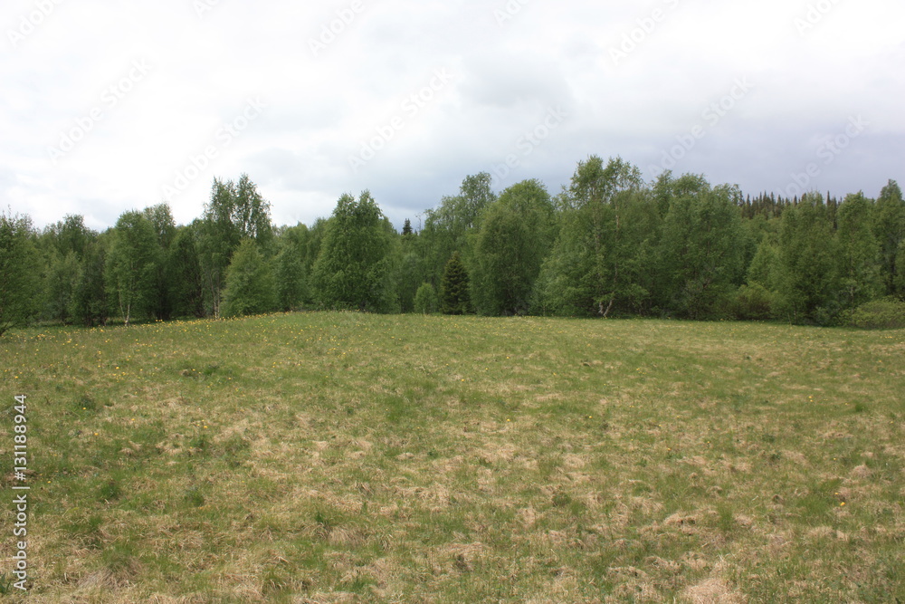 Obraz premium Лесная поляна.