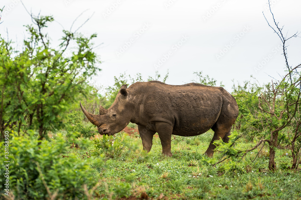 Obraz premium A white rhino grazing in an open field in South Africa