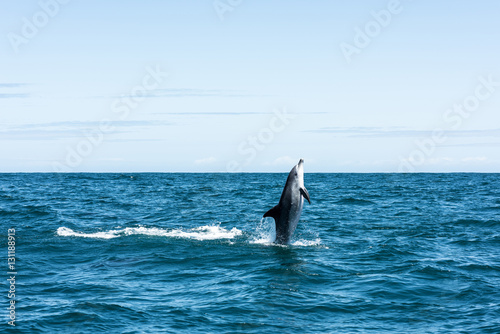 Dolphin shooting straight out of the water