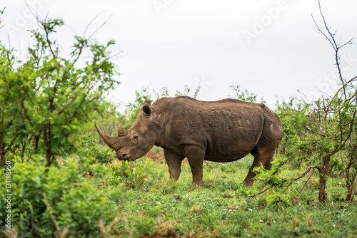 A white rhino grazing in an open field in South Africa