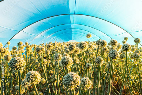 Blossoming onion in a greeenhouse photo