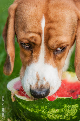 Beagle Melone Natur