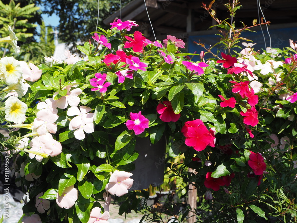 Fototapeta premium Flower