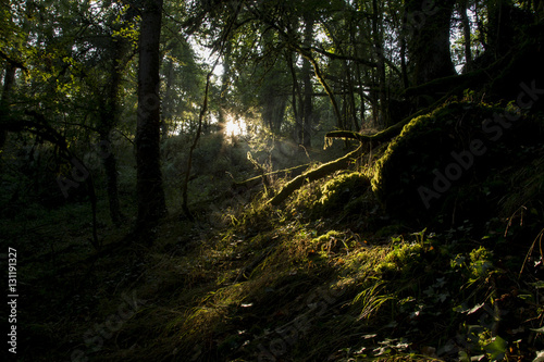 Konstfotografi Forêt