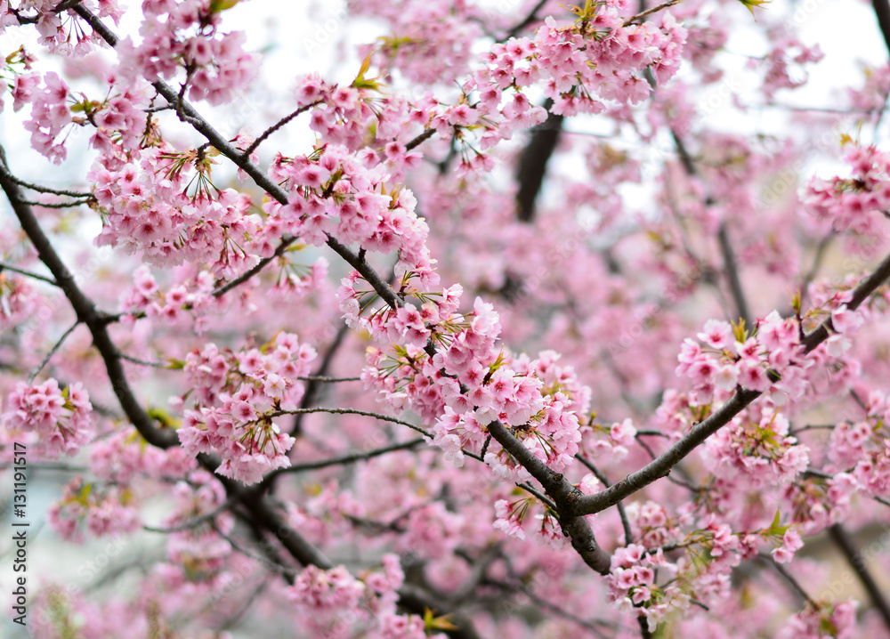 cherry bossoms in Sumda-Park Japan