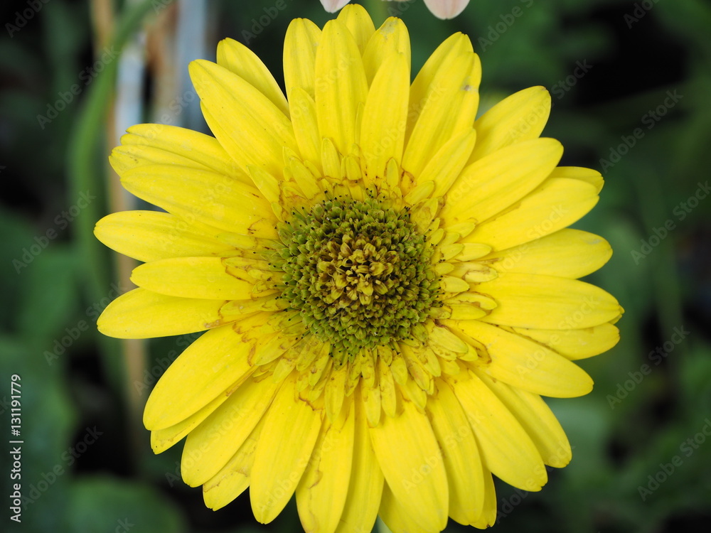 Fototapeta premium flower and the sun