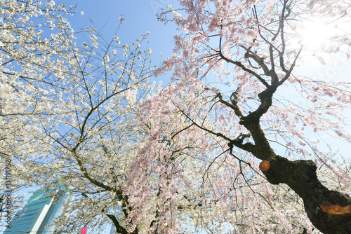 cherry bossoms in Sumda-Park Japan photo