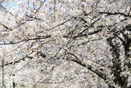 cherry bossoms in Sumda-Park Japan © MatchaGO