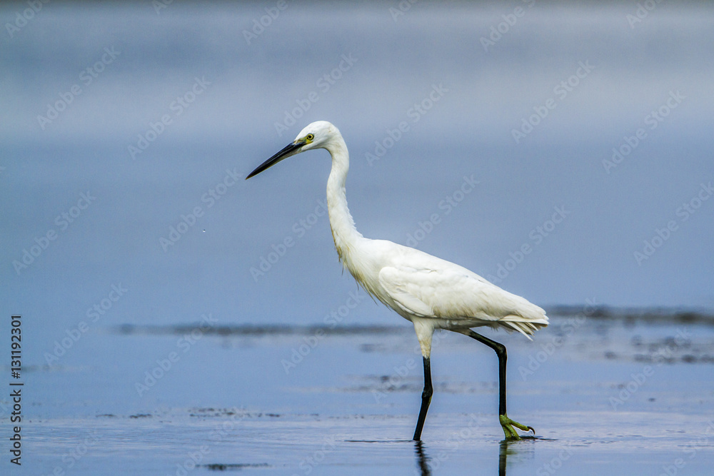 Little egret in Kalpitiya, Sri Lanka Little egret in Kalpitiya, Sri Lanka