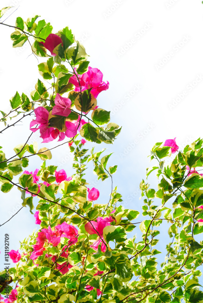 Bougainvillea flower blooming with white sky Bougainvillea flower blooming with white sky