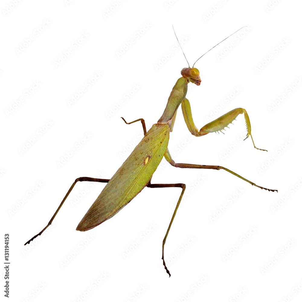 Mantis ordinary or religious mantis - large predatory insects with food adapted for grasping forelegs. Biggest and most common European mantis. Closeup, isolated on white background Mantis ordinary or religious mantis - large predatory insects with food adapted for grasping forelegs. Biggest and most common European mantis. Closeup, isolated on white background
