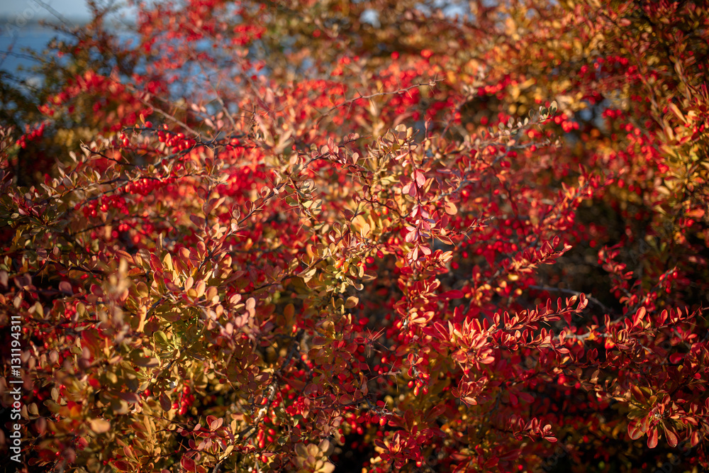 Barberry bush, colorful floral red background. Barberry berries on bush in autumn season, shallow focus. Autumn Park. The branch of a bush with fruits barberry.