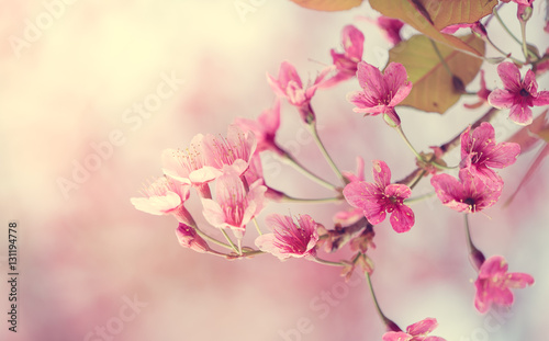 Cherry blossom sakura flower on nature background. (vintage style)