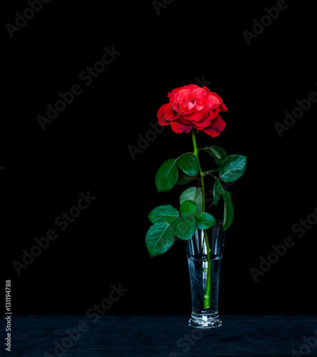 Amazing red rose in crystal vase on velvet textured table cloth. Floral wallpaper