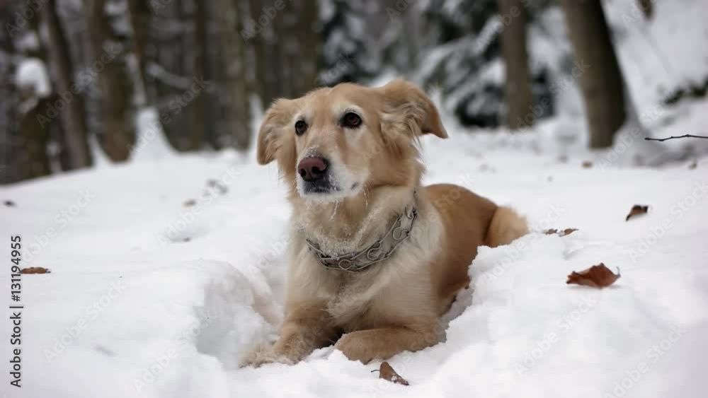 Golden Retriever Dog Enjoying Winter Playing and Having Fun in the Snow Golden Retriever Dog Enjoying Winter Playing and Having Fun in the Snow