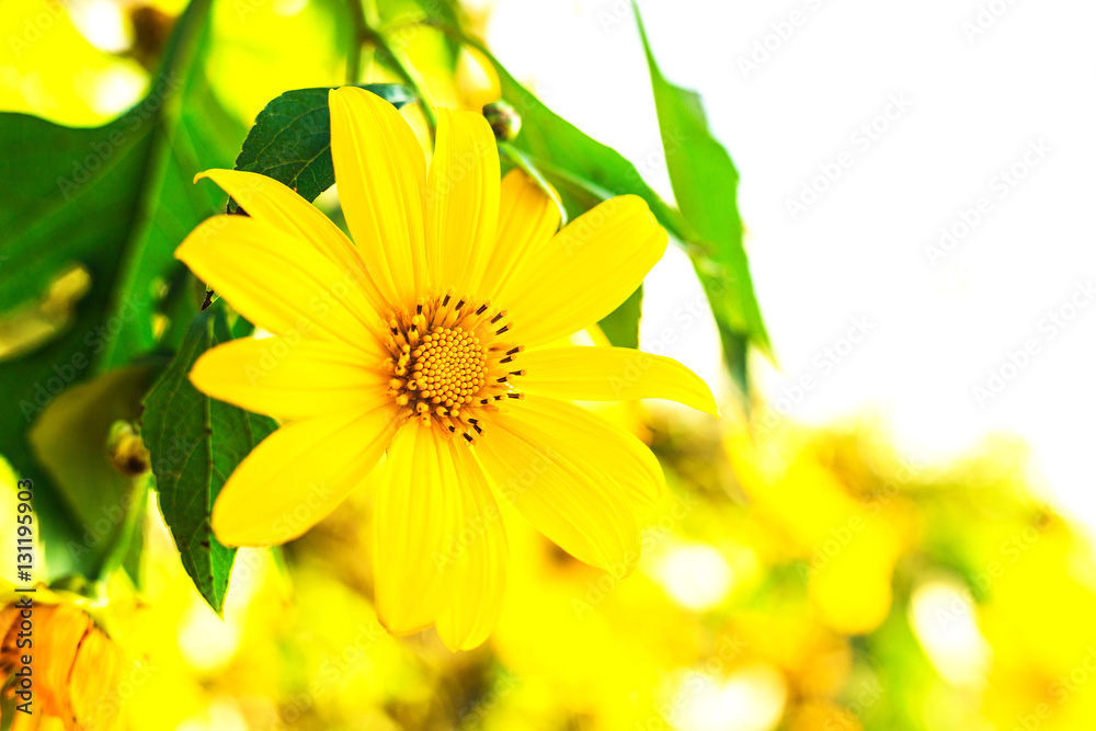 Obraz premium Beautiful yellow flowers. Thailand sunflowers. Tree marigold, Me