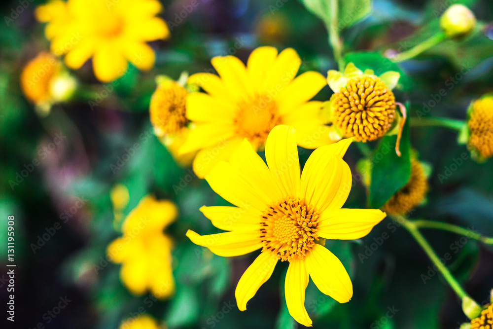 Beautiful yellow flowers. Thailand sunflowers. Tree marigold, Me Beautiful yellow flowers. Thailand sunflowers. Tree marigold, Me