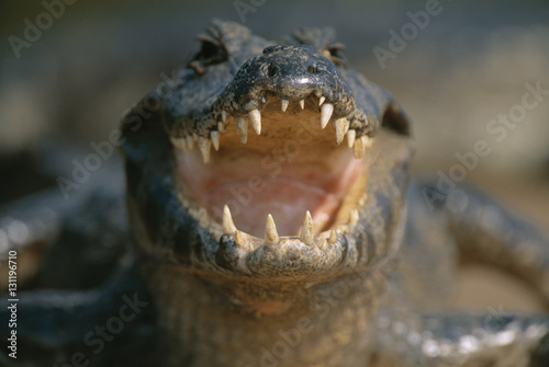 Jacare caiman (Caiman crocodilus yacare) close up of open mouth. Pantanal, Brazil. photo