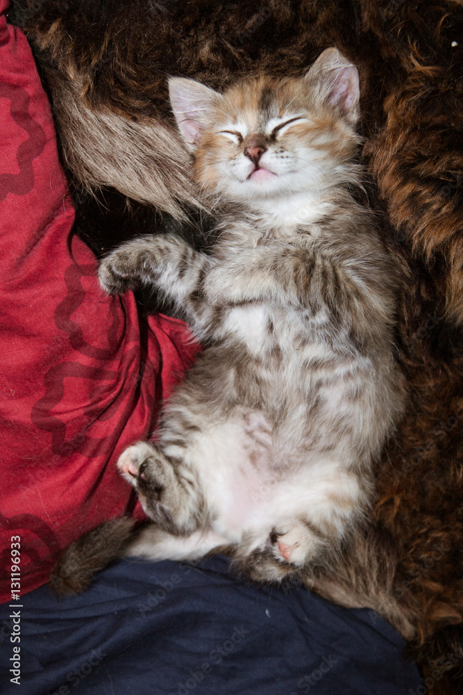 A three colored kitten sleeping on a fur blanket A three colored kitten sleeping on a fur blanket