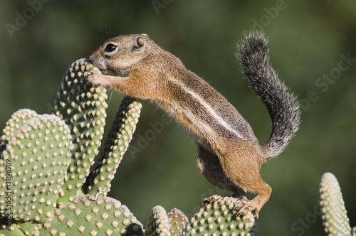 Harris's Antelope Squirrel (Ammospermophilus harrisii) adult on Prickly pear cactus (Opuntia). Tuscon, Arizona, USA. photo