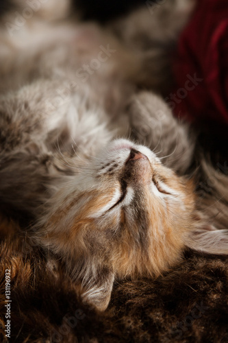 A three colored kitten sleeping on a fur blanket