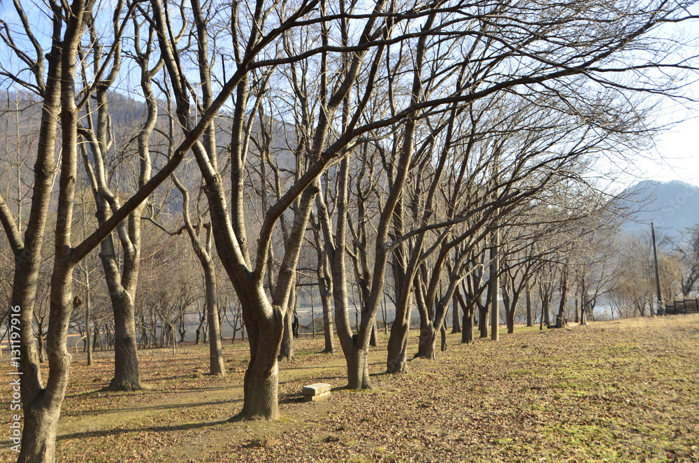 Fototapeta premium 겨울풍경