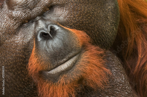 Orang utan (Pongo pygmaeus) head portrait of dominant male and first orangutan in world to cataracts operated on with eyesight restored. Matang wildlife centre, Sarawak, Borneo, Malaysia, June 2010. Endangered. photo