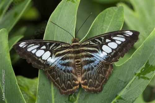 Clipper butterfly (Parthenos sylvia) wings open, at rest on leaf. photo