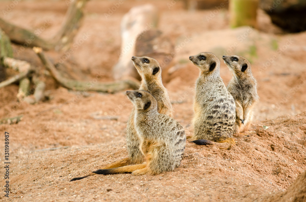 Fototapeta premium Curious Meerkat