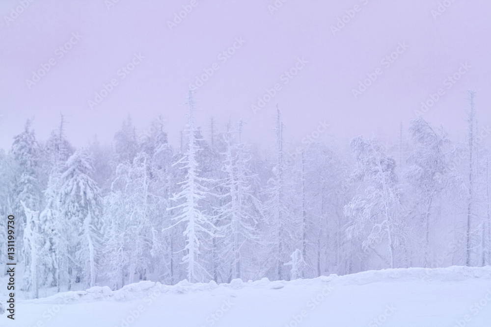 Fototapeta premium Fabulous trees in the snow before Christmas. Frosty morning in t
