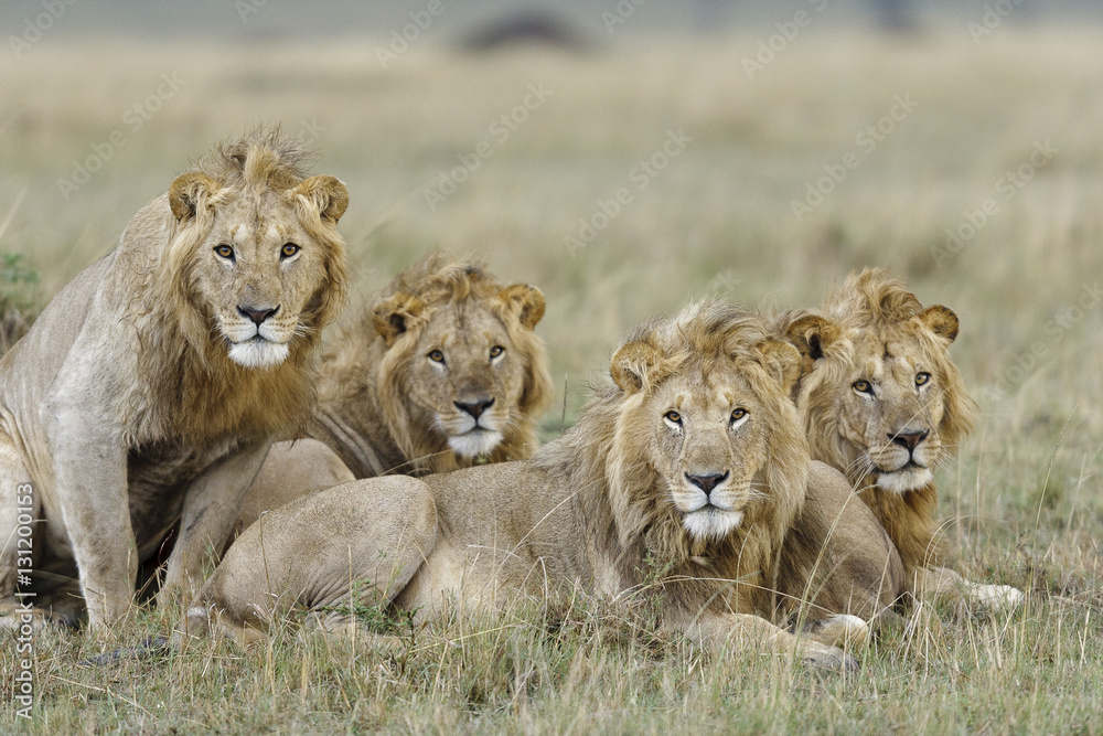 Lion (Panthera leo) males resting Masai-Mara Game Reserve, Kenya. Vulnerable species. Lion (Panthera leo) males resting Masai-Mara Game Reserve, Kenya. Vulnerable species.