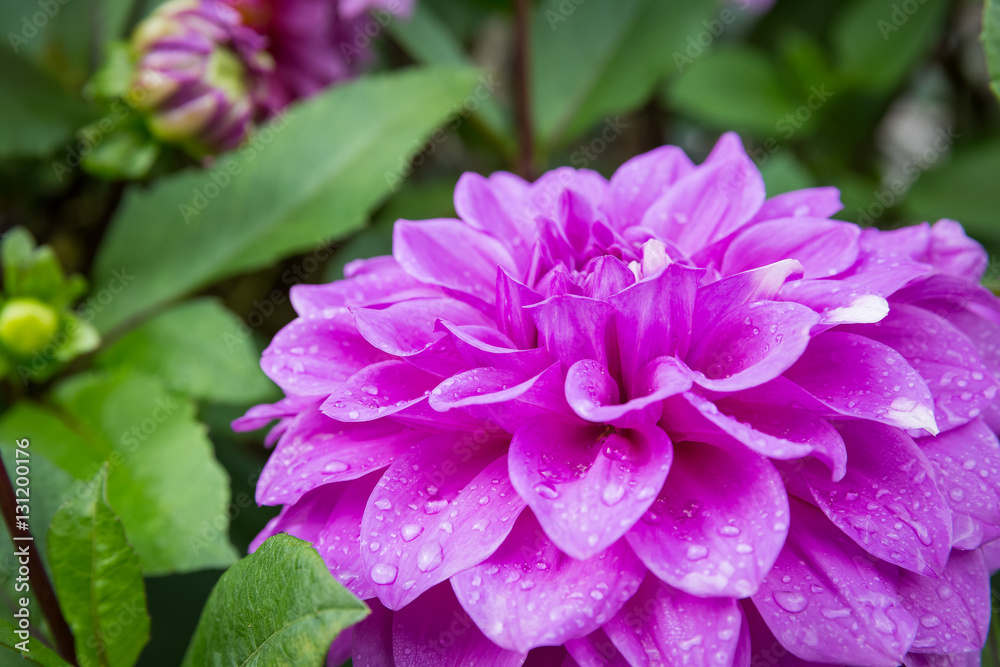 Fototapeta premium pink dahlia in garden