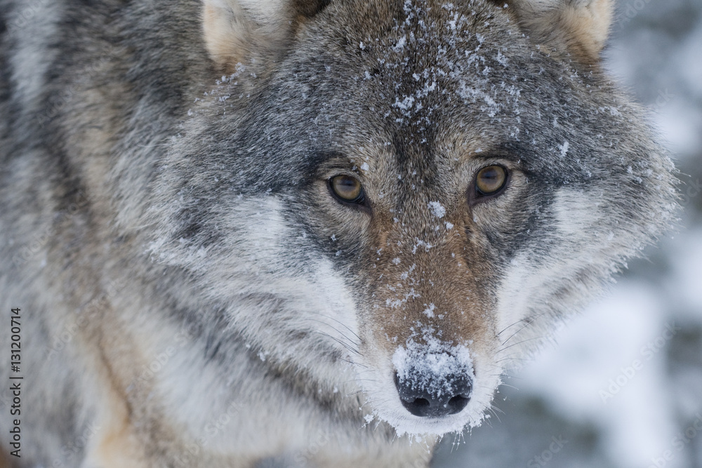 Portrait of Eurasian wolf Portrait of Eurasian wolf