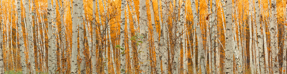 Fotobehang Berkenbos Panoramisch herfstberkenbos in goudtinten  © stone36