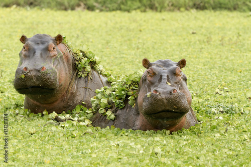 Hippopotamuses (Hippopotamus amphibius) in water lettuces, Masai Mara Game Reserve, Kenya. photo