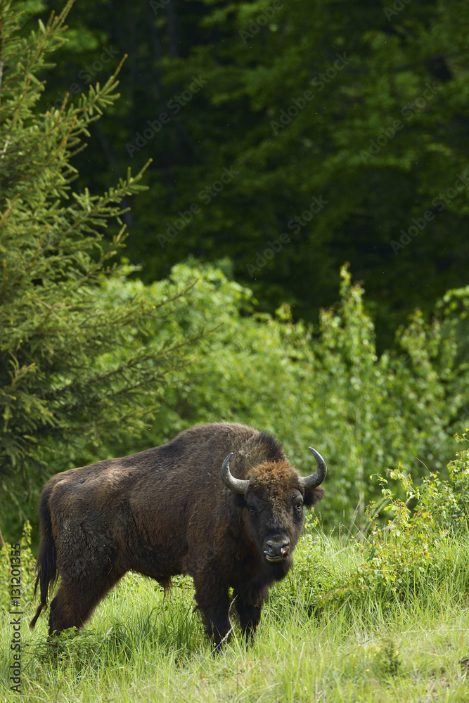 European bison / Wisent (Bison bonasus) released into Tarcu mountains nature reserve, Natura 2000 area, Southern Carpathians, Romania. May 2014. European bison / Wisent (Bison bonasus) released into Tarcu mountains nature reserve, Natura 2000 area, Southern Carpathians, Romania. May 2014.