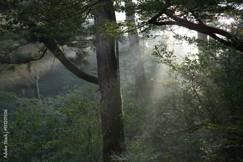 Sunbeam entering  Primeval forest in Yakushima Island  natural World Heritage Site in Japan