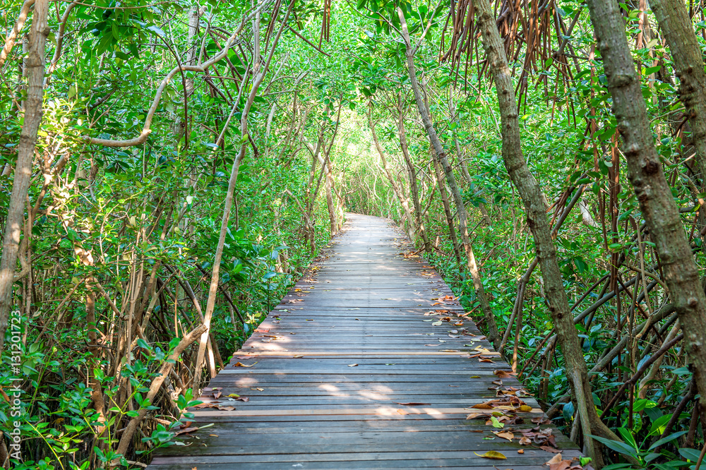 Obraz premium Wooden bridge and mangrove forest.
